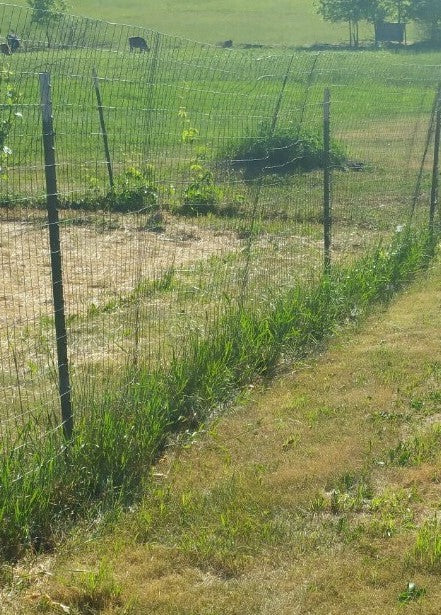 Fence_Line_-_not_sprayed_3