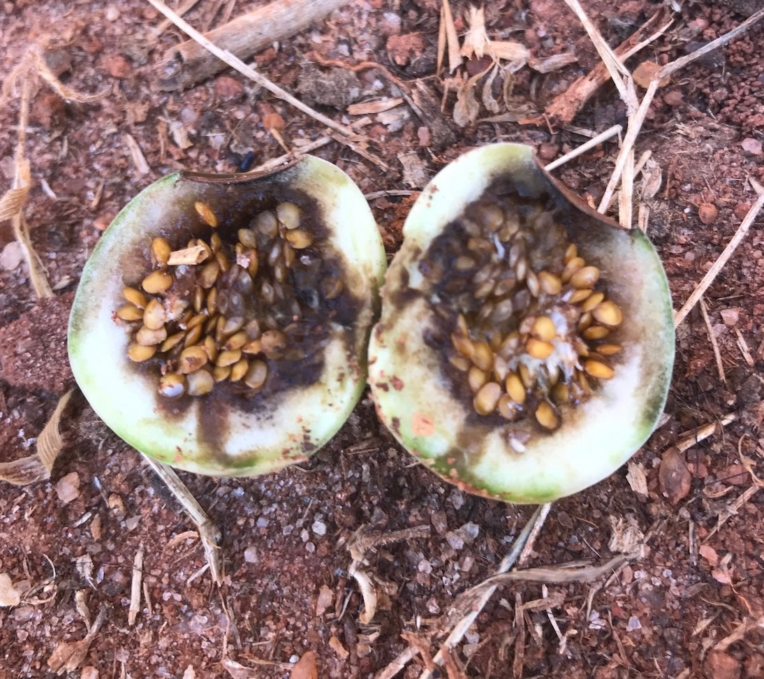 Soda_Apple_Seeds_After