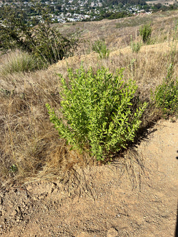 weed-image