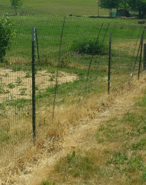 Fence_Line_Sprayed_3