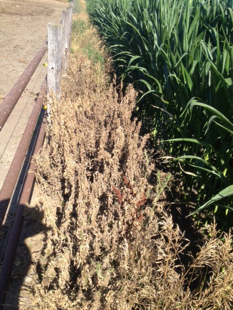 Musk_thistle_after_zs