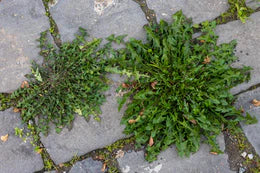 weed-image