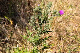 weed-image